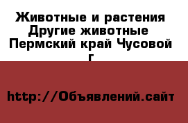 Животные и растения Другие животные. Пермский край,Чусовой г.